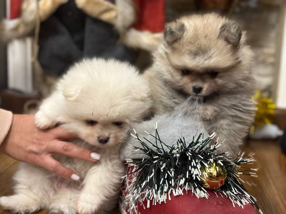 Собака шпинс малики