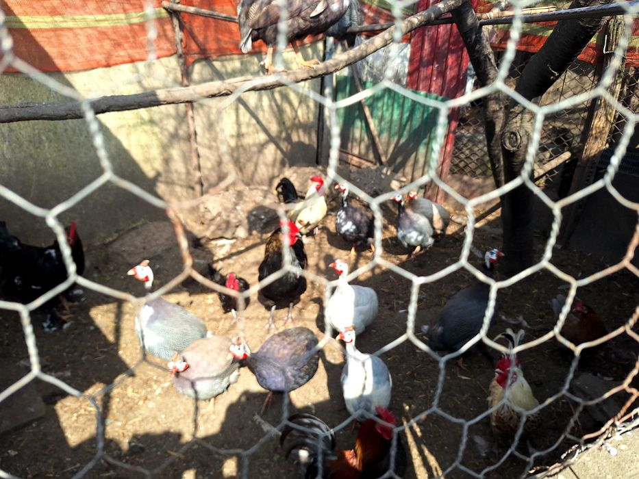 Bibilici si gaini pitice