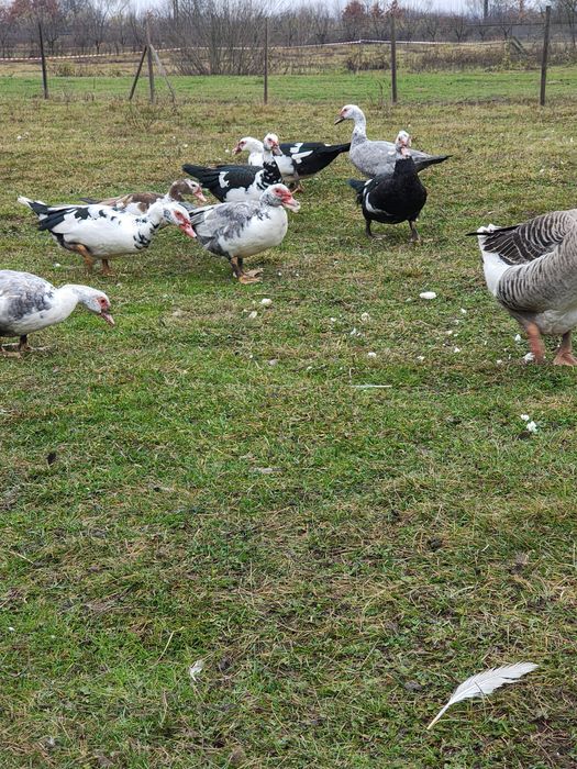 Gaste Toulouse și rate mute