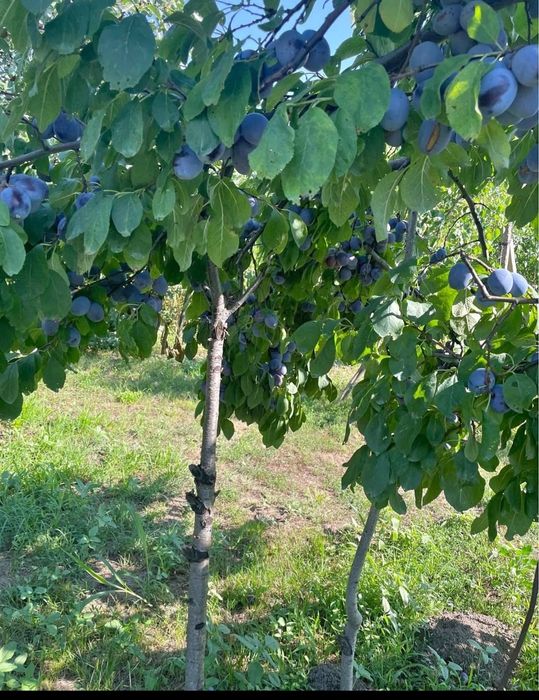 Vand prune de tuica cu livrare la domiciliu  in toata ţara