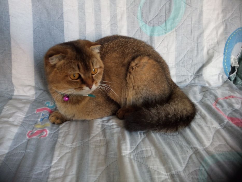 Zolotoy shinshella bolalari sotiladi