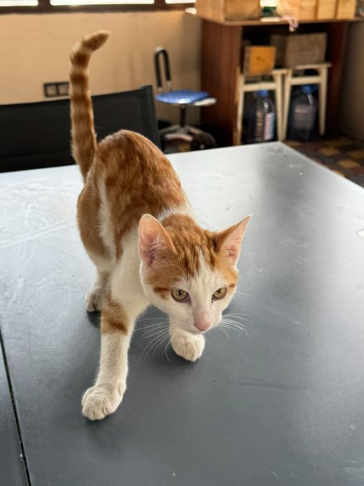 Котята умные, ласковые, 4 мес.