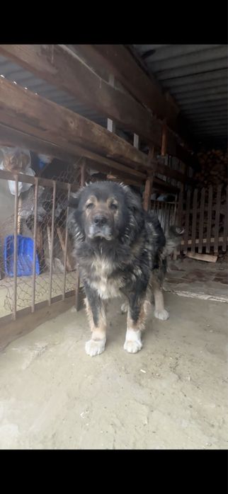 Кавказкая овчарка