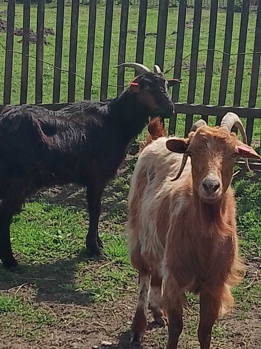 Capre de vânzare sterpe