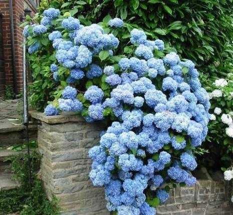 Butaș / Răsad pentru tufa de Hortensia,  fluorescenta bogata