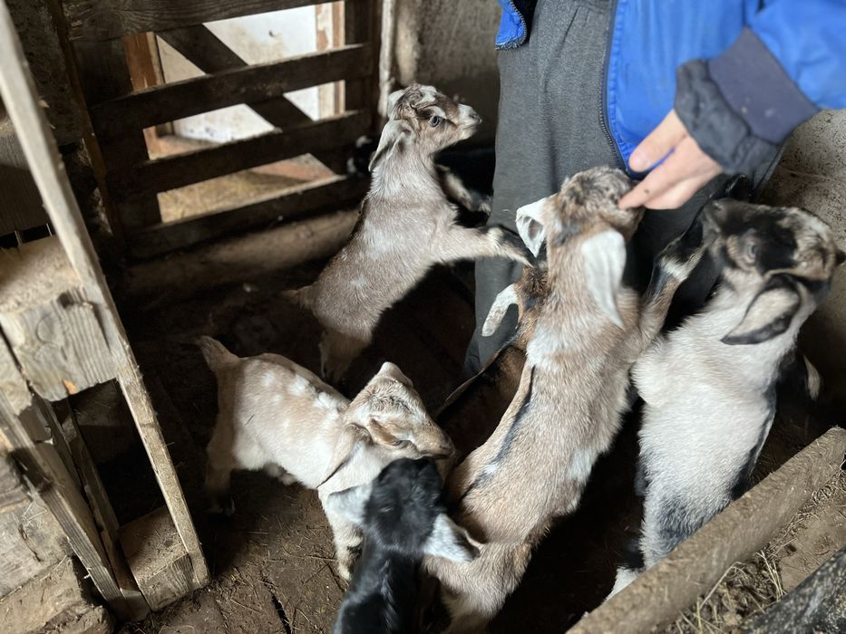 Теке лактар сатылады