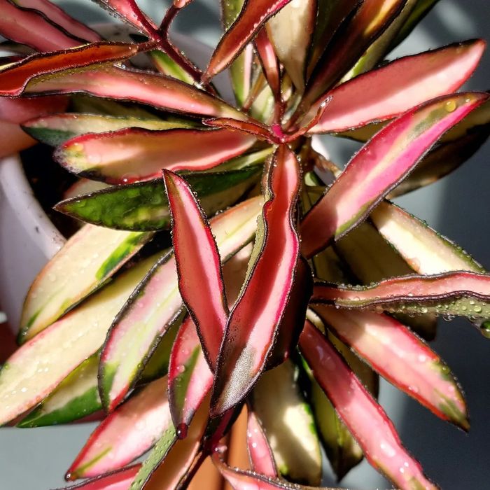 Хойи . Комнатные растения .