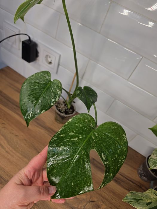 Монстеры Минт Monstera Mint