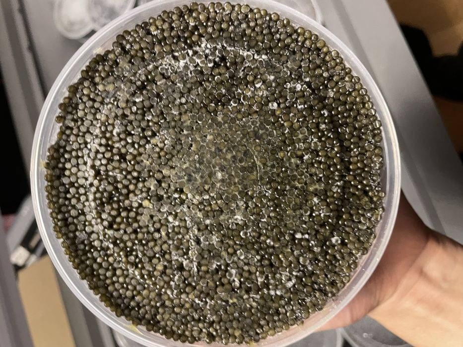 Черная Осетровая Икра