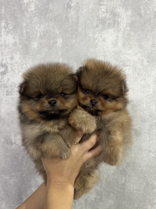 Щенки шпица для резерва