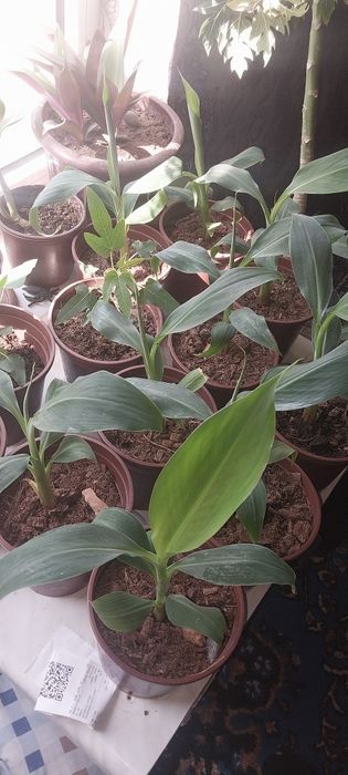 Banan papaya ko'chatlar sotiladi