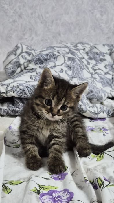 Котята в хорошие руки