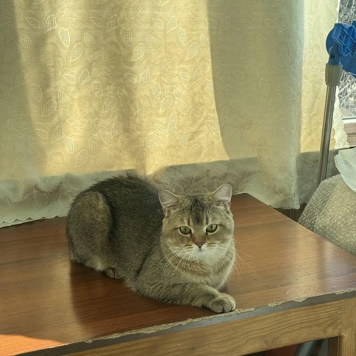 Продам шиншиллу кота