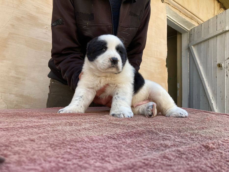 Щенок Туркменского Алабая ( Чистокровный )