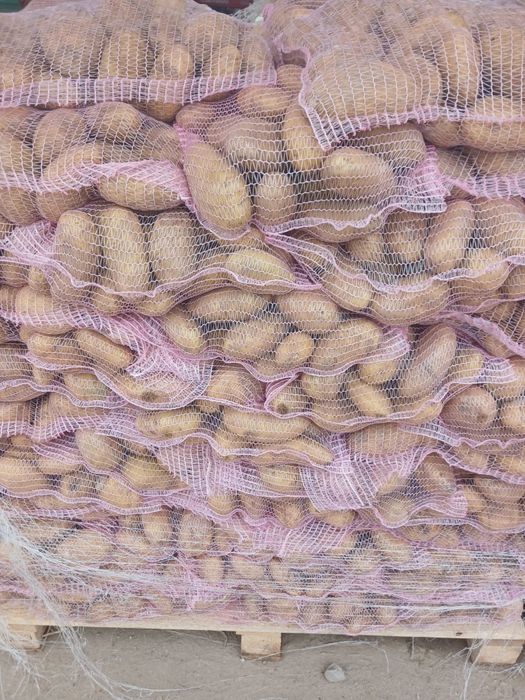 Cartofi noi de Egipt