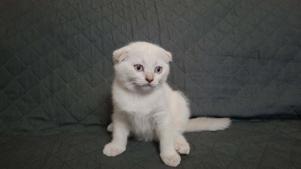 Шотландски клепоухи котета.