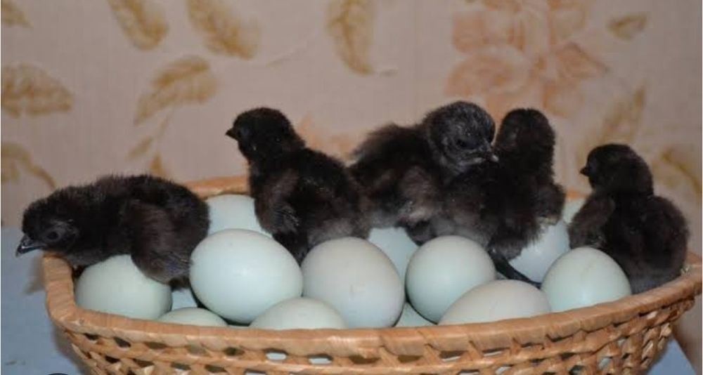 Uxeylyuy va Ayamsemani zotli xoʻroz va tovuqlar tezda sotiladi!!!