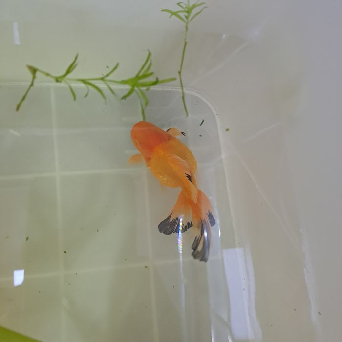 Продам оранд триколор