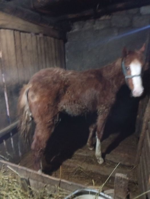 Продам жеребенка девочку