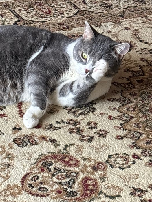 Отдаем кота в добрые руки.