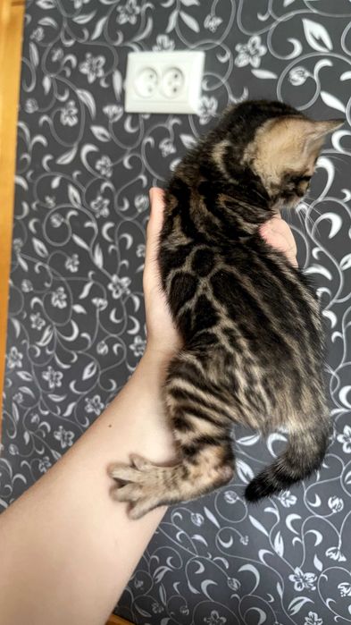 Клубный Бенгальские котят!!