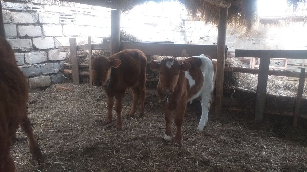 Продам телят 3 месяца
