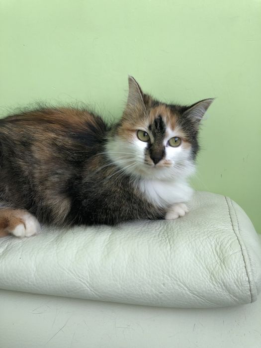 Любимые животные