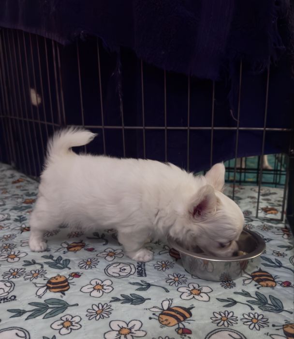 Продается Мальчик чихуахуа длинношерстный