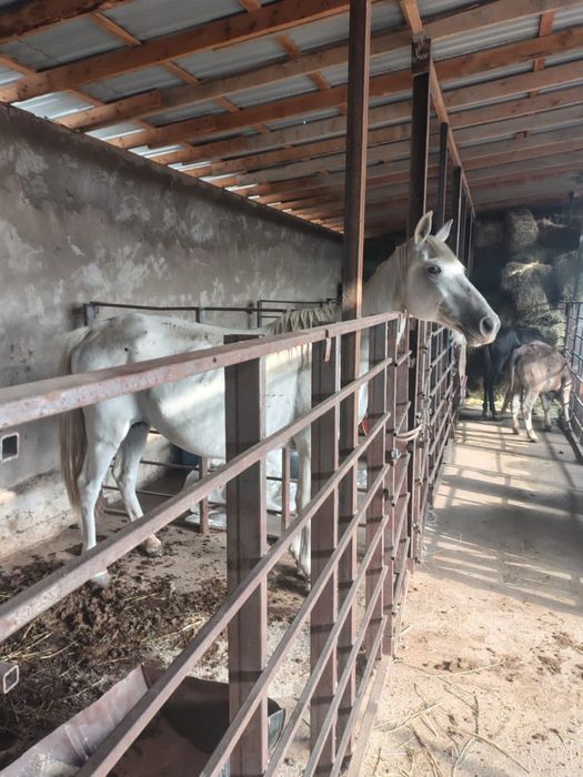 Бие,Айгыр Конь, Кобыла