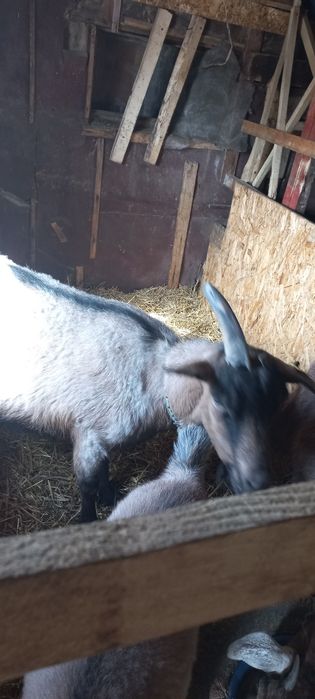 Продам козу пародистая