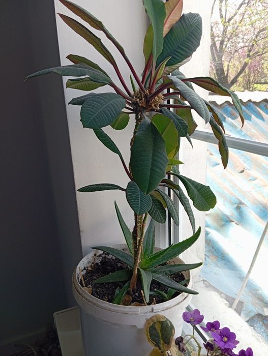 Продам молочай цветок