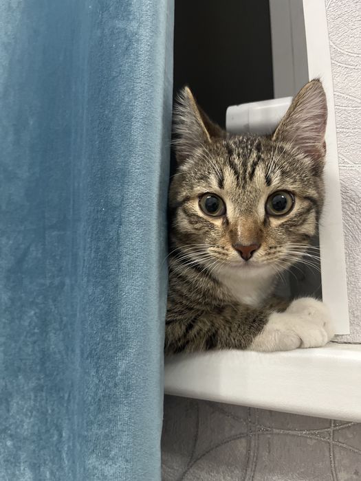 Мысық, котик 8 айлық срочно !!!