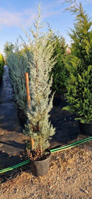 Cupressocyparis leylandi- cupressocyparis arizonica