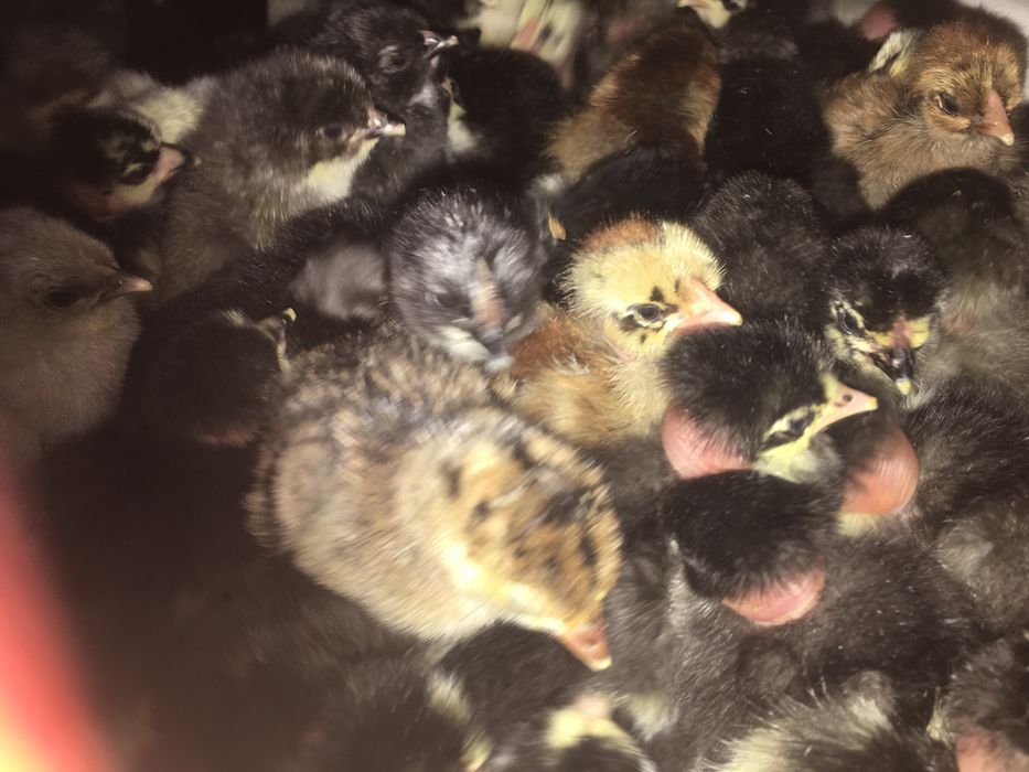 Jo'ja Домашний циплята хонадон жўжалари jo'jala сотилади оптом ва дона