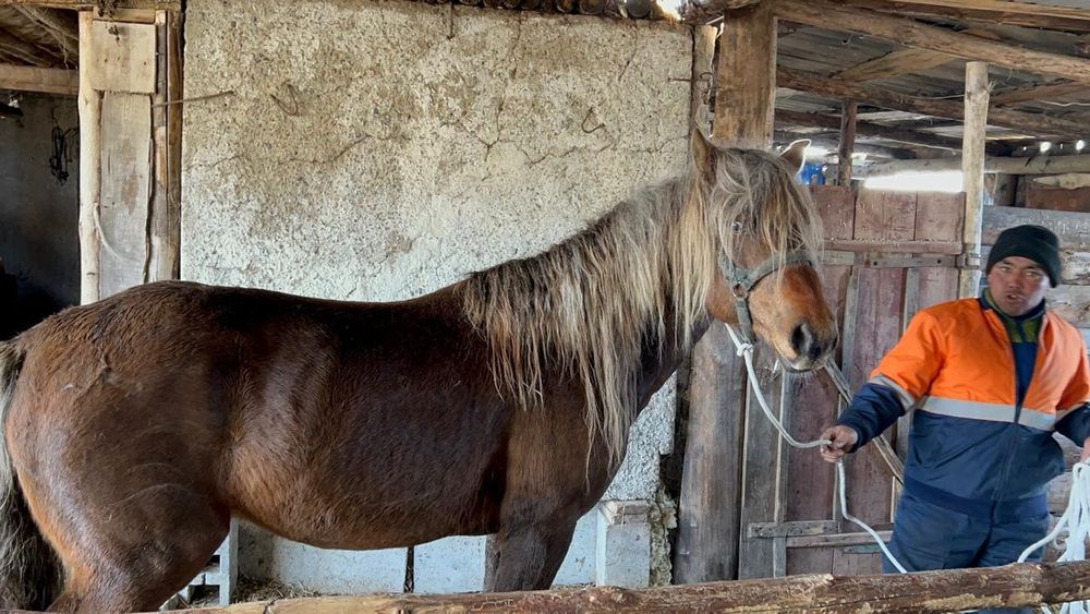 Көкжал айғыр сатылады 6жасар