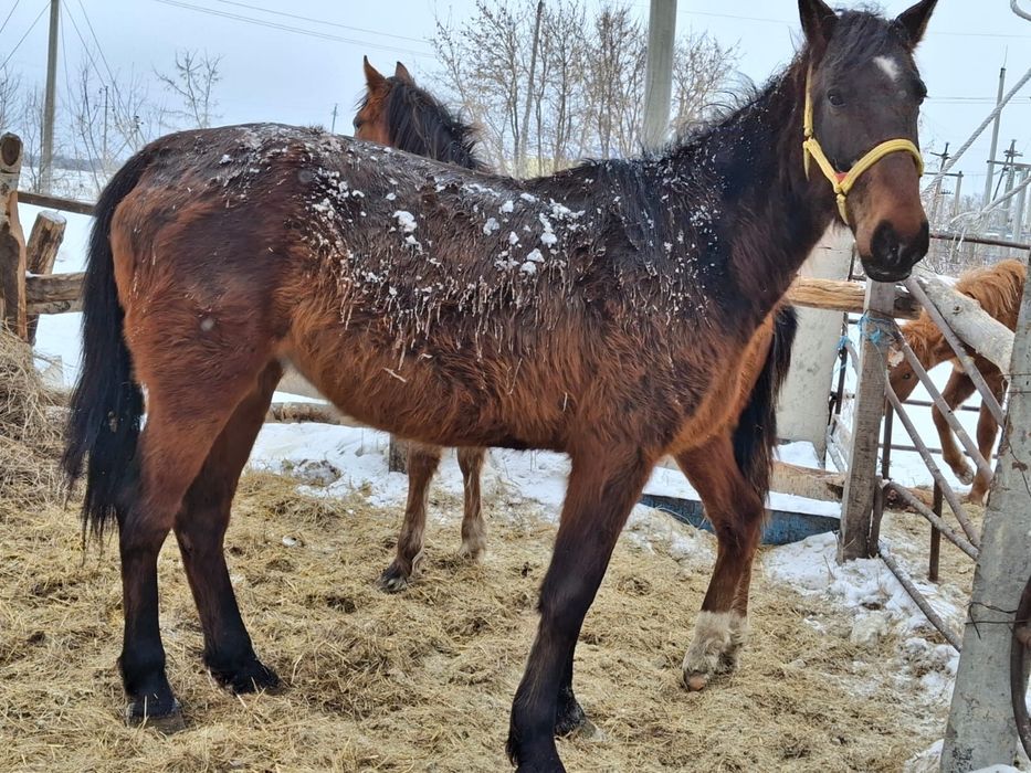 Продам кобылу обученную