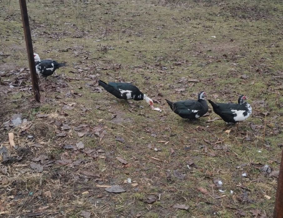 De vânzare sau schimb