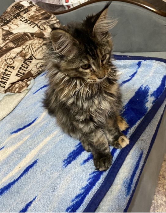 Кошки Мейн-Кун