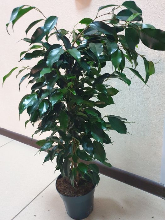 Продам комнатные растения