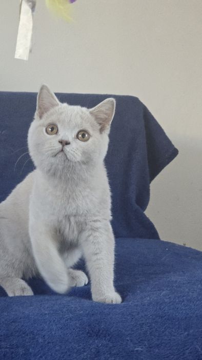 British shorthair lilac