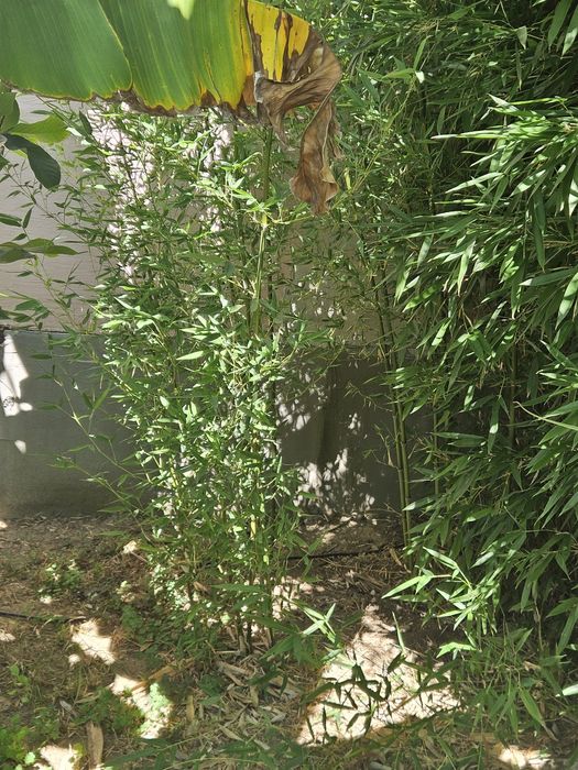 Bananieri / Bambus ornamental