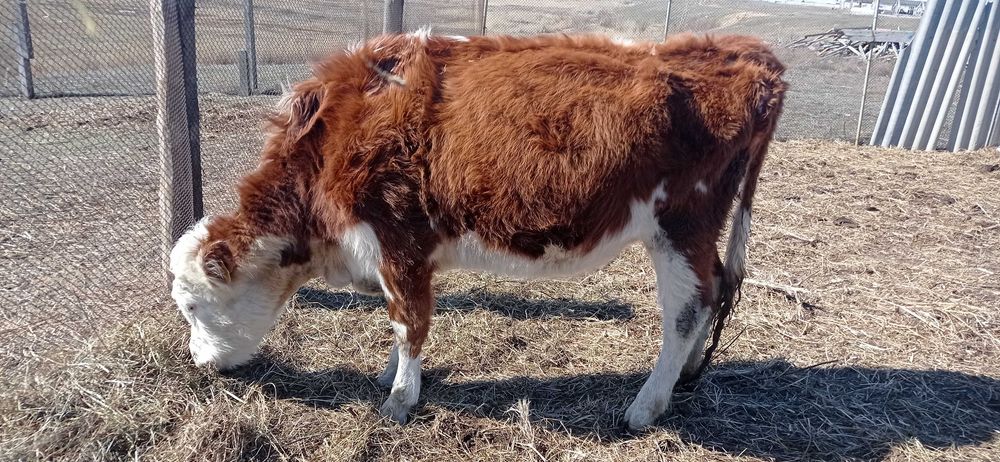 Корова, стельная