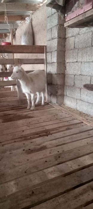 Ешкілер сатылады