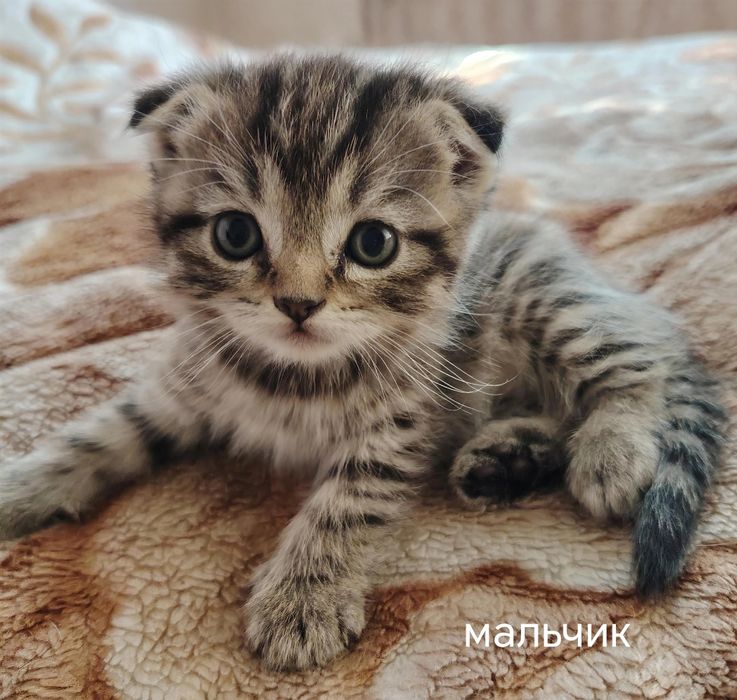Ласковые котята ищут дом!