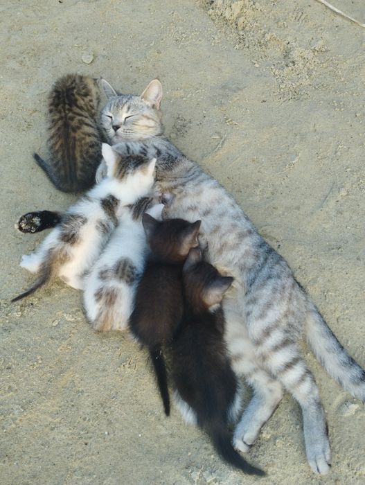 Отдам котят(девочки) в добрые руки