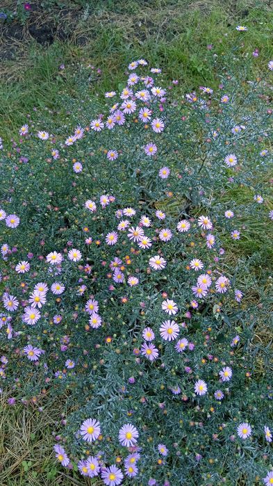 Малина ремонтантная, цветы