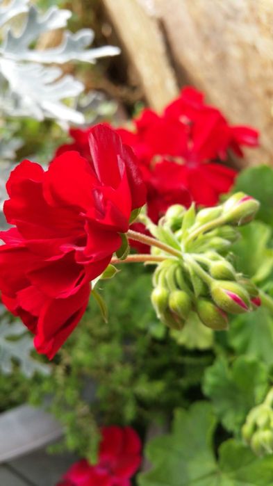 Пеларгония сербская