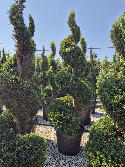 Plante ornamentale livrare gratuita