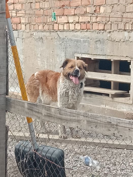 Московская сторожевая