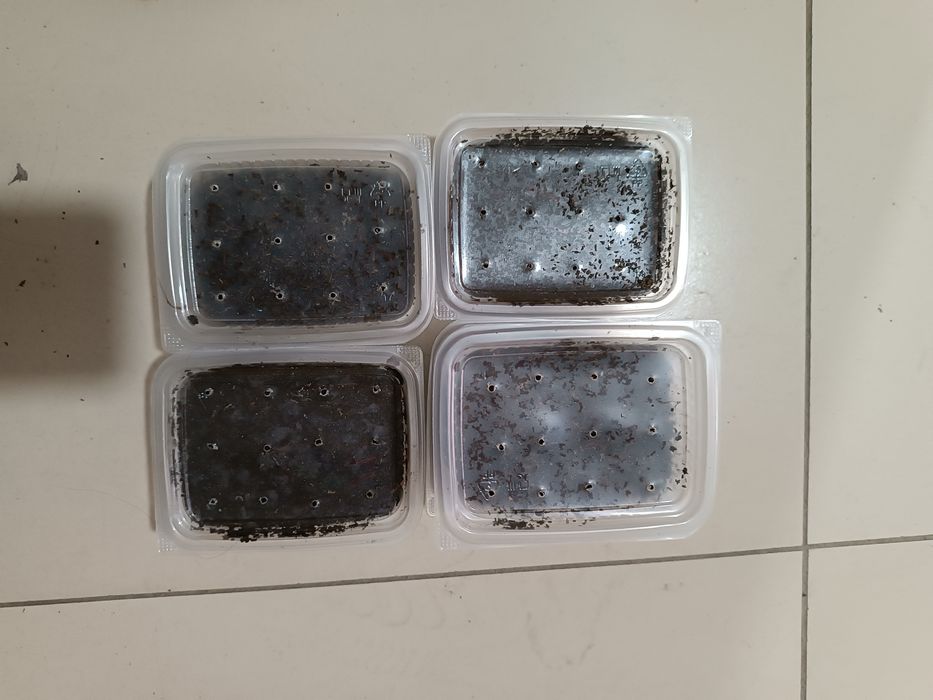 Опарыш, черви, жмых!!!